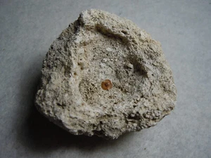 Rarest Reddish Tektite In Meteorite Fallback Breccia Weaubleau Missouri 53.7 Grm - Picture 1 of 12