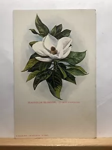 Magnolia Blosson: - Vintage Postcard - Picture 1 of 3