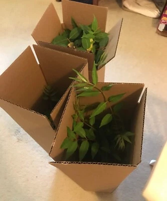 Two Edible chinese toon tree 2-3 Yr Old Seedlings( Bare Root) - Image 1 of 4