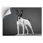 1 x Vinyl Sticker A5 - BW - Toy Fox Terrier Dog Puppy  #38168