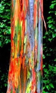 (25+) Spectacular Color Bark-Rainbow Eucalyptus Plant Seeds, Eucalyptus Deglupta - Picture 1 of 1