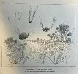 1904 Arachnids Aeronautic Spiders illustrated - Picture 1 of 6