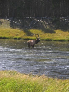 Stampa poster foto arte parco nazionale Yellowstone fiume Elk nella buca del fuoco - Foto 1 di 1