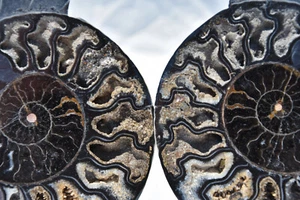 RARE 1 in 100 BLACK Ammonite Pair 181mm Deep Crystals XXL 7.2" 110myo 3101xx - Picture 1 of 12