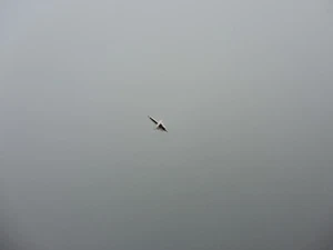 Unruhwelle für FHF 73, 731, Inca, balance staff - Picture 1 of 2