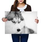 A2   Siberian Husky Dog Blue Eyes Poster 594X42cm280gsmbw 38644
