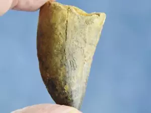 Grande dente africano Carcharodontosaurus T-rex 2,0" 50 mm fossile 100 myo 523dd - Foto 1 di 21