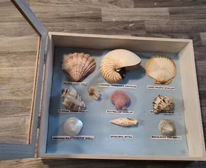 Rare Lot Of Sea Shells In Shadow box Different Rare Shells See Pics Rare Shells! - Picture 1 of 17