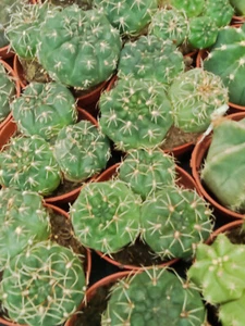Cactus Gymnocalycium baldianum planta suculenta con raiz maceta Ø 5 cm - Imagen 1 de 3
