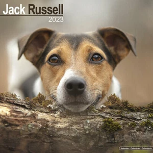 Calendrier 2023 - JACK RUSSELL - Imagen 1 de 2