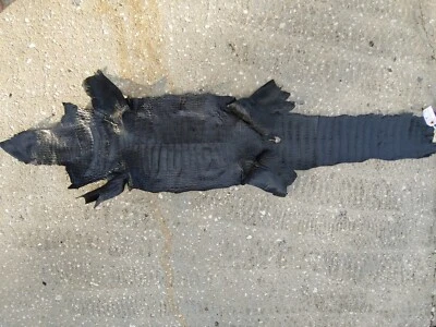Wild Alligator gator Hide Skin Pelt swamp leather Boots shoes Vest Trophy DC9 - Image 1 of 4