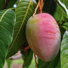 Mango Tommy Atkins (mangifera) live  Tropical Fruit Tree 12”-24"