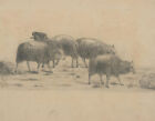 M. F. Murray - Pair Of 1879 Graphite Drawing, Livestock Studies