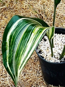 ASPIDISTRA ELATIOR VARIEGATA, die Schlachterpalme Schusterpalme no Monstera var. - Bild 1 von 4