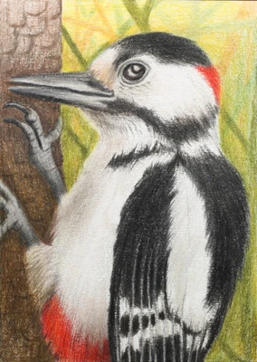 Gran pájaro carpintero manchado, tarjeta de arte ACEO original, 2,5 x 3,5 pulgadas, firmada Foto 1 de 2