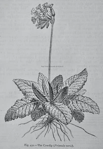 c1872 Antique Figuier Print THE COWSLIP / PRIMULA VERIS The Vegetable World - Picture 1 of 2