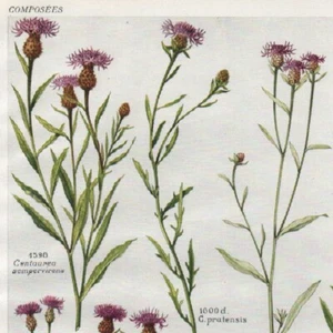 Centaurea   Pl 327 - Plante Flore - Gravure de presse 1930 - Imagen 1 de 2