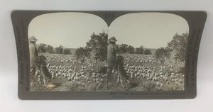 Keystone Stereoview - Pastor y rebaño en rancho en Montana-13647 - Imagen 1 de 2