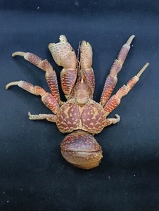 Birgus latro coconut crab sea shell taxidermy. 8x9" Marine life #13121 - Imagen 1 de 4