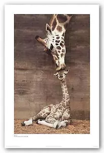 GIRAFFE MUTTER KIND KUNSTDRUCK Makulu von Ron DRaine - Bild 1 von 1