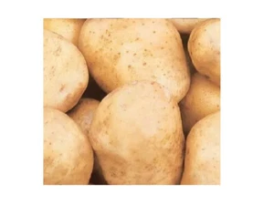 Semillas de patata VELINA ВЕЛИНА semillas orgánicas Ucrania 0,02 g buena cosecha веліна - Imagen 1 de 3