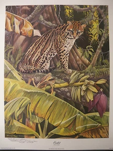 Original 1975 Signed Silkscreen Print OCELOT by Richard Evans Younger - Picture 1 of 12