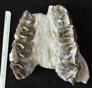 Juvenile Hyracodon Palate, Fossil Badlands, South Dakota Oligocene, R1115 - Picture 1 of 5