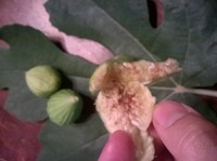 AZ Unknown green yellow fig tree cuttings, 3 fresh cuttings