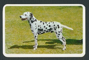 DALMATIAN GOLDEN FLEECE ( AUSTRALIA ) 1972 SWAP TRADE CARD #7 - Picture 1 of 2