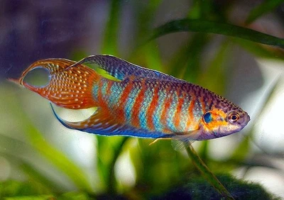 Paradise Fish Live Freshwater Aquarium Fish Peaceful Tropical Community Raised - Image 1 of 3