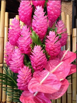 Hawaiian Hot Pink Ginger-Alpinia Purpurata- SMALL ROOTED STARTER Plant - Image 1 of 4