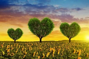 Photo Wall Mural-LOVE TREE HEART-(4278)-NON WOVEN-Wallpaper-Flower Field Sun XXL - Picture 1 of 1