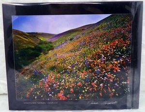 THOMAS STYCZYNSKI 8x10 Wild Flowers Photo (NEW) - Picture 1 of 7