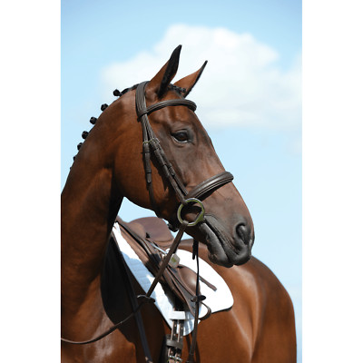 Cinghia DUAL COLOR BRIDLE Per Pony Shetland, Pony Cob, F/S - Materiale Sintetico Lavabile, Marca EQUIKITS, Fatto Nel Regno Unito