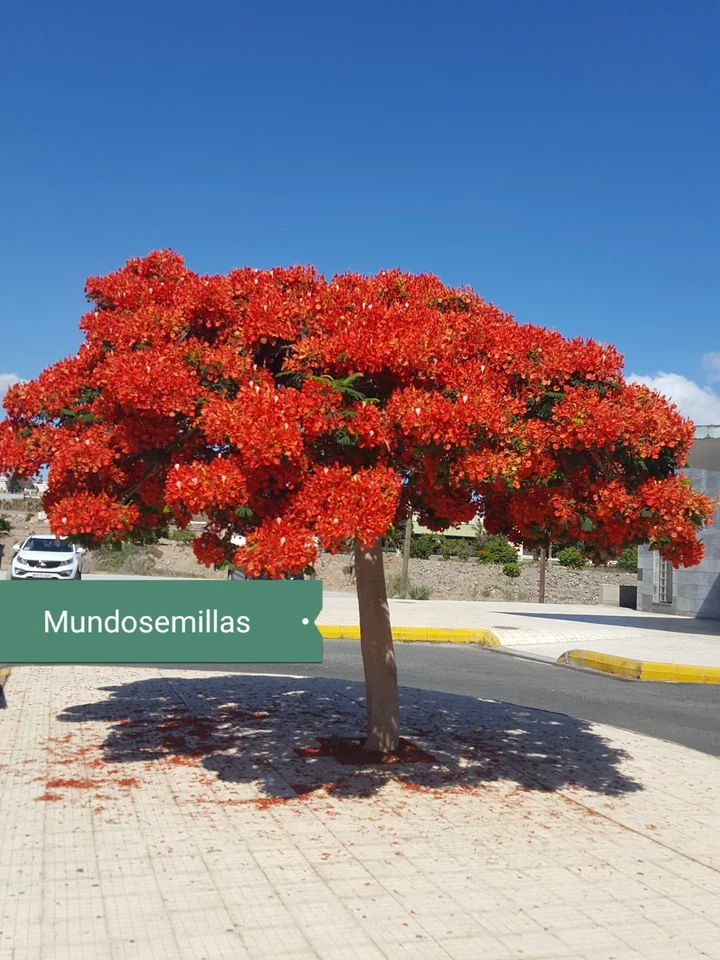 FLAMBOYANT Flamboyan , Árbol llama Delonix regia. 11 Semillas seeds  - Bild 1 von 1