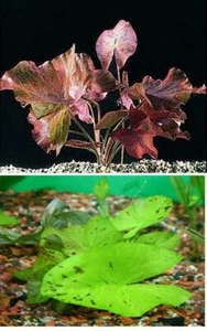 4 RED & GREEN TIGER LOTUS Nymphaea bulb live aquarium plant tropical fish betta - Picture 1 of 5