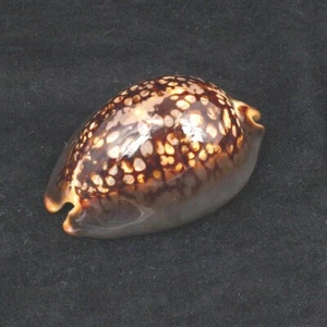 Cowrie Shell Cypraea Mauritiana Lin. Samar Oriental Filipinas 66,25 mm - Imagen 1 de 5