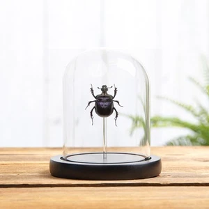 Escarabajo escarabajo púrpura en cúpula de vidrio (Enoplotrupes sharpi) - Imagen 1 de 7