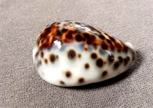 Cypraea tigris 49.5 mm GEM "dwarf SIZE freaky body collection ,WOW !! - Picture 1 of 8