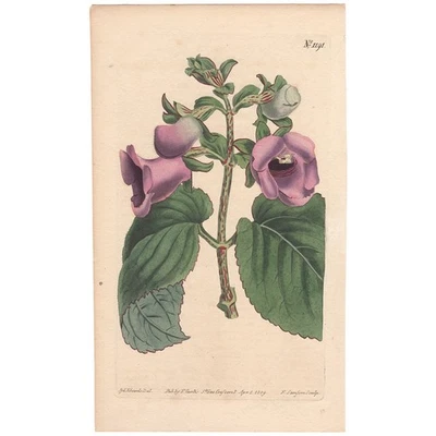 Revista botánica Curtis antigua grabado coloreado a mano 1191 flor Gloxinia Foto 1 de 3
