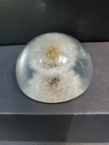 Vintage W. Rolfe Signed Dandelion Puff in Lucite Paperweight - 1960’s - Picture 1 of 5