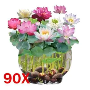 90Pcs Seeds Lotus Mix Flower Seed Hand Picked Aquatic Plants Water Garden Lotus - Picture 1 of 15
