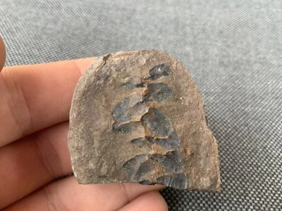 Neuropteris gigantea Fossil Plant Remains, Carboniferous Coal Measure Lancashire - Image 1 of 4