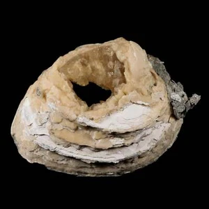 Motones de cristal de calcita dorada fósil almeja mercenaria permagna de 5,4" Pit Florida - Imagen 1 de 10