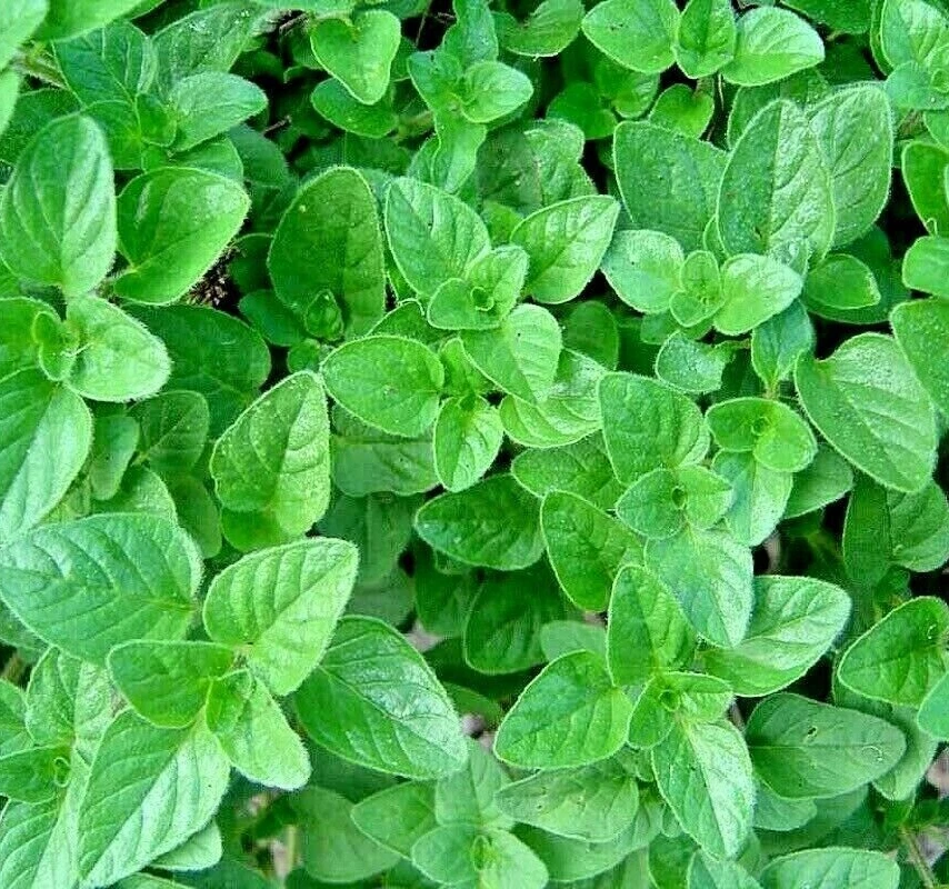 OREGANO wilder MAJORAN 1000 Samen DOST Origanum vulgare WINTERHART Schmetterling - Bild 1 von 3