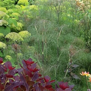 Pfefferfenchel aus Ungarn - Foeniculum vulgare - 20+ Samen - Samen - K 022 - Bild 1 von 1