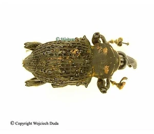 Cratosomus sp 8, Very rare, curculionidae, Peru - Picture 1 of 1