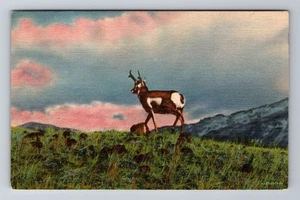 Antílope de las llanuras, postal de recuerdo antigua, vintage - Imagen 1 de 2