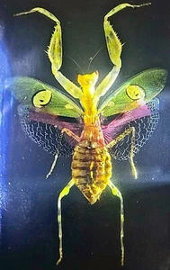 Mantide fiore gioiello reale 73 mm in resina lucite trasparente esemplare educazione scientifica - Foto 1 di 9