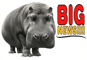Big News Hipopótamo Gigante Un Animal Caballo de Río por Hallmark Postal - Imagen 1 de 2